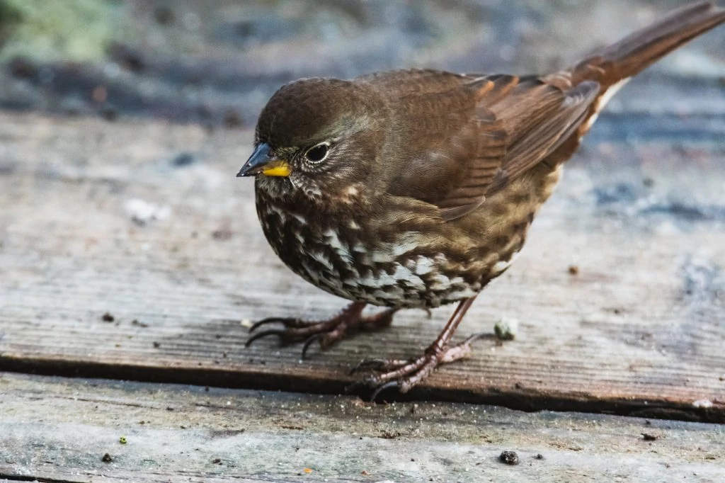 This image has an empty alt attribute; its file name is Fox-Sparrow-1024x682.jpg