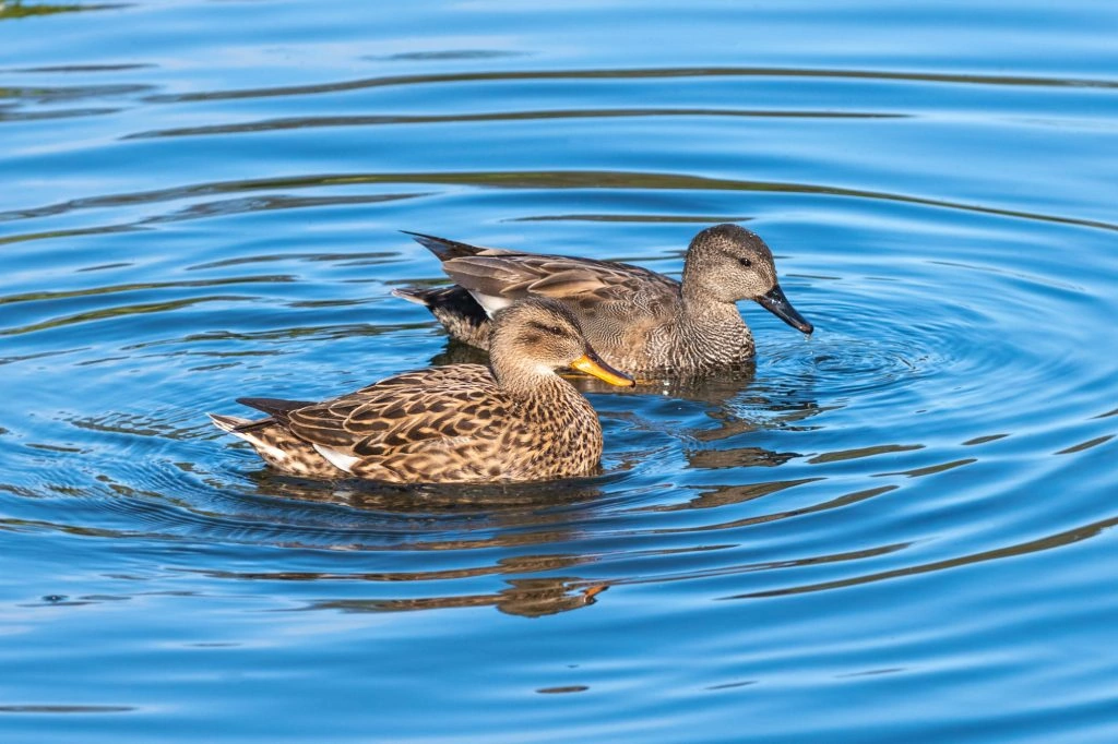 Gadwall