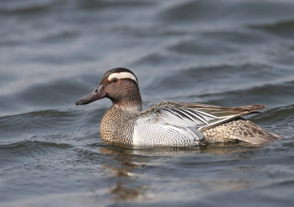 Garganey