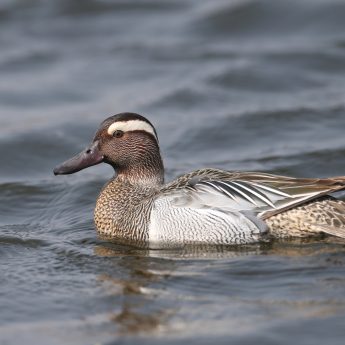 Garganey