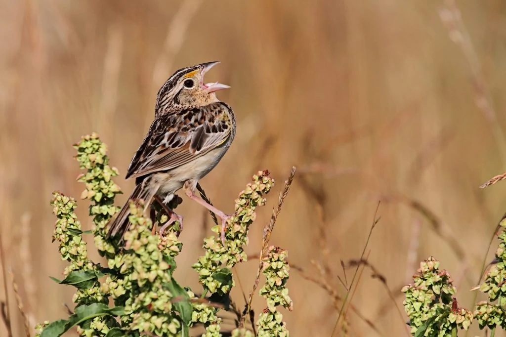 This image has an empty alt attribute; its file name is Grasshopper-sparrow-1024x682.jpg