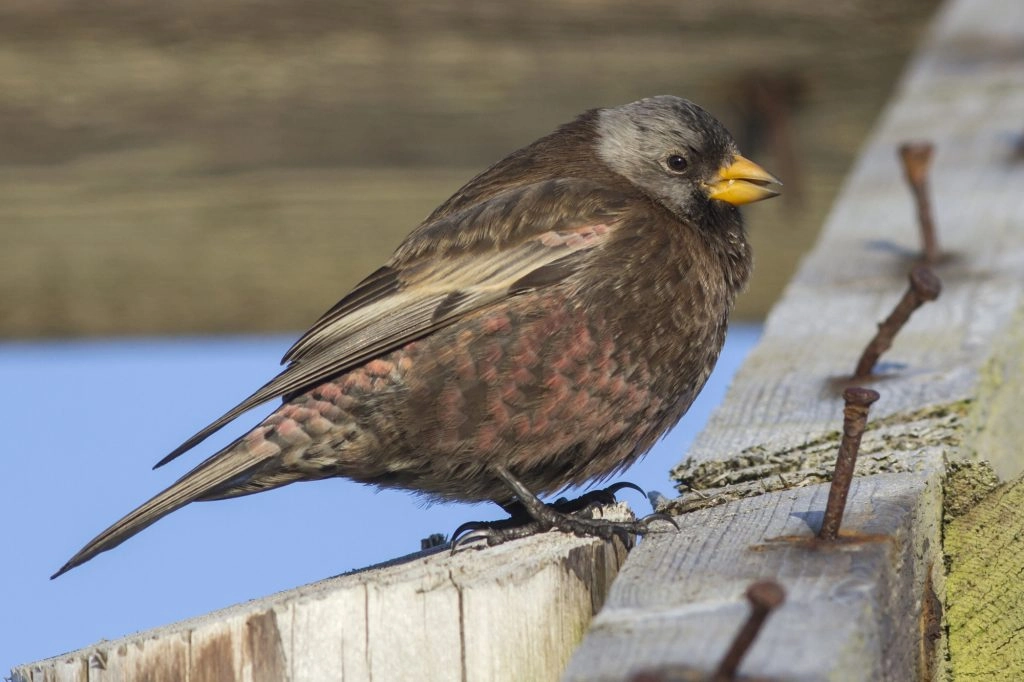 gray-crowned rosy finch 