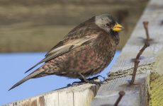 Gray-crowned Rosy-Finch