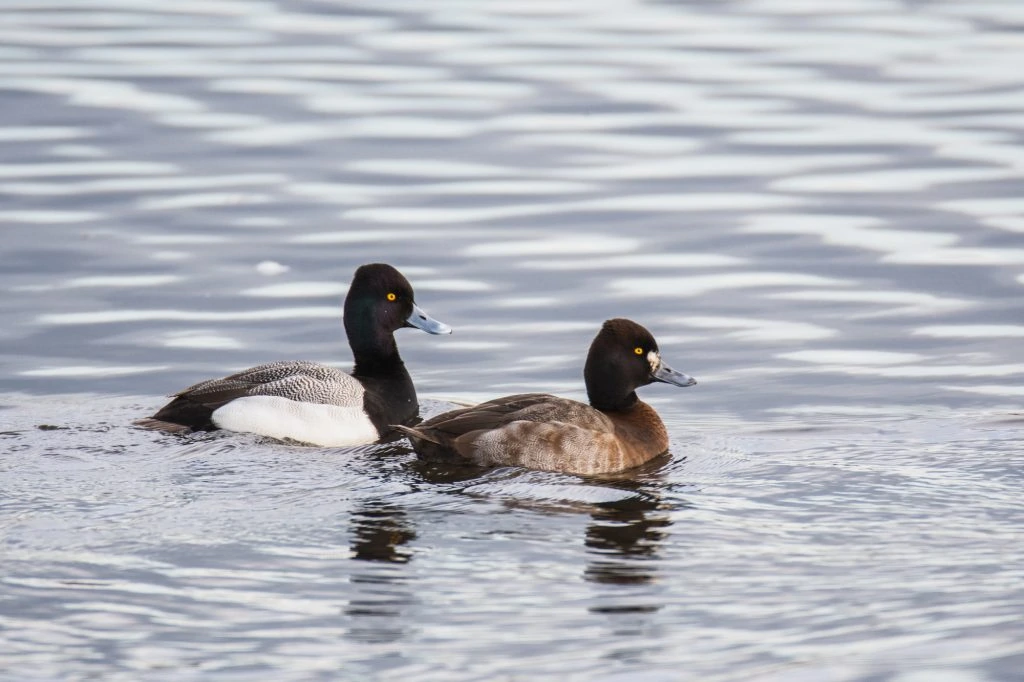 Greater Scaup