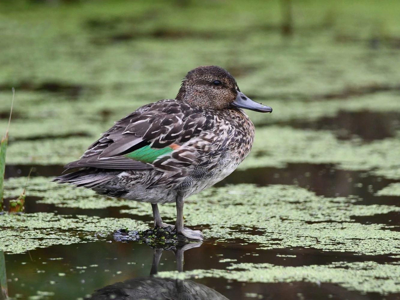 Green-winged Teal Female