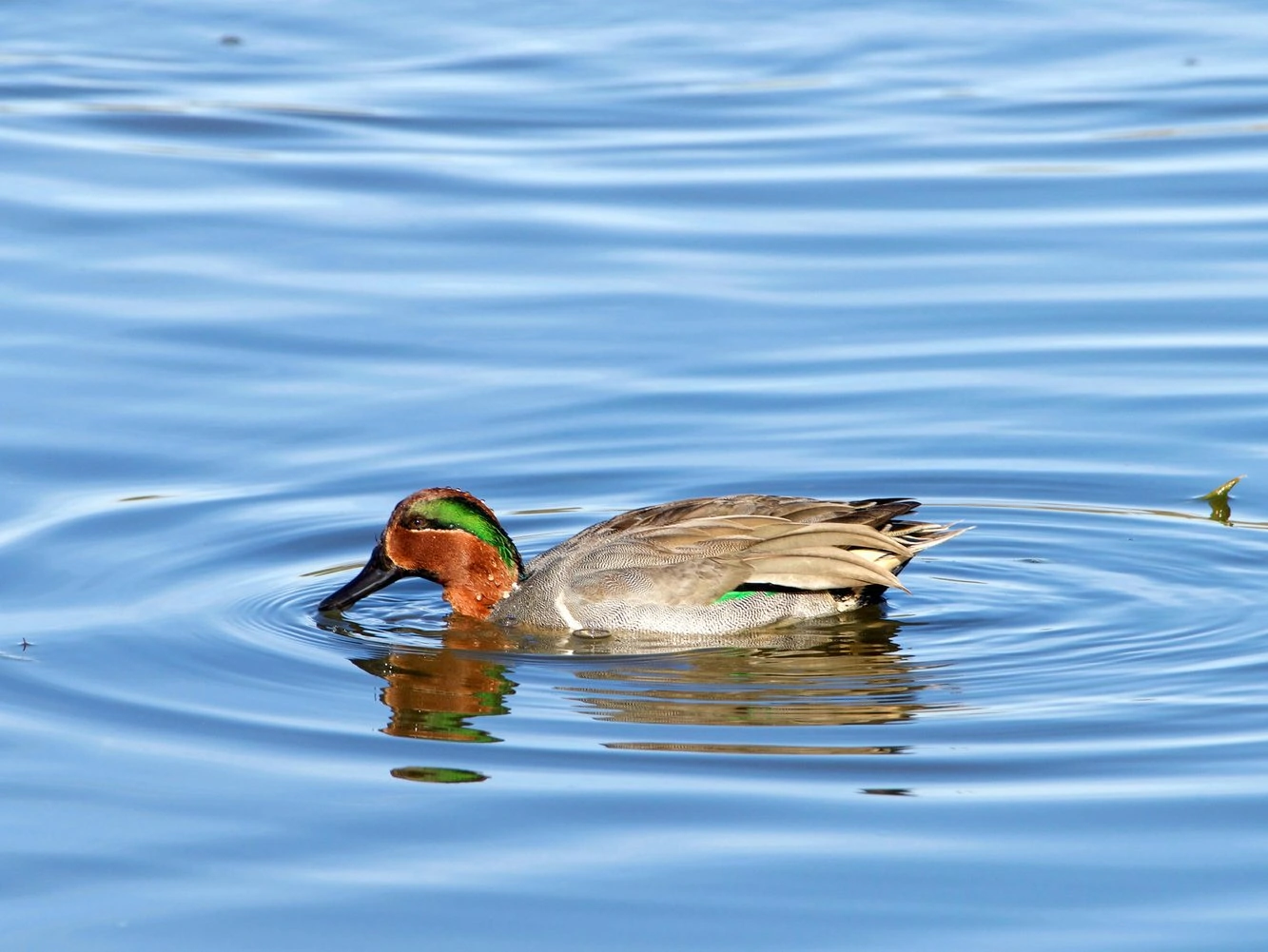 Green-winged Teal Male