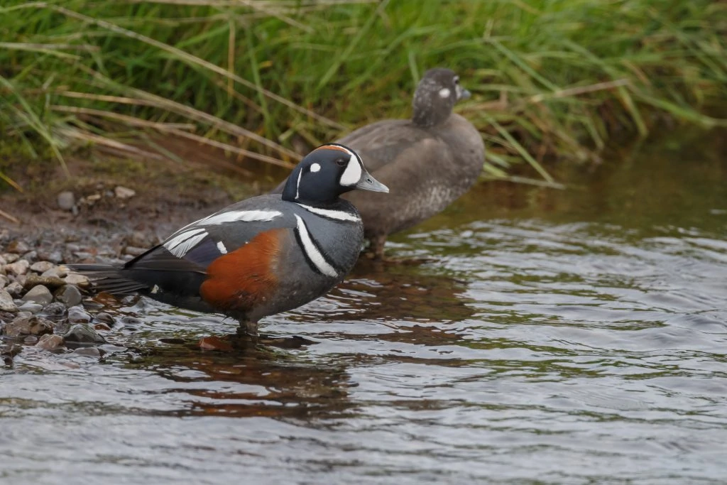 Harlequin Duck