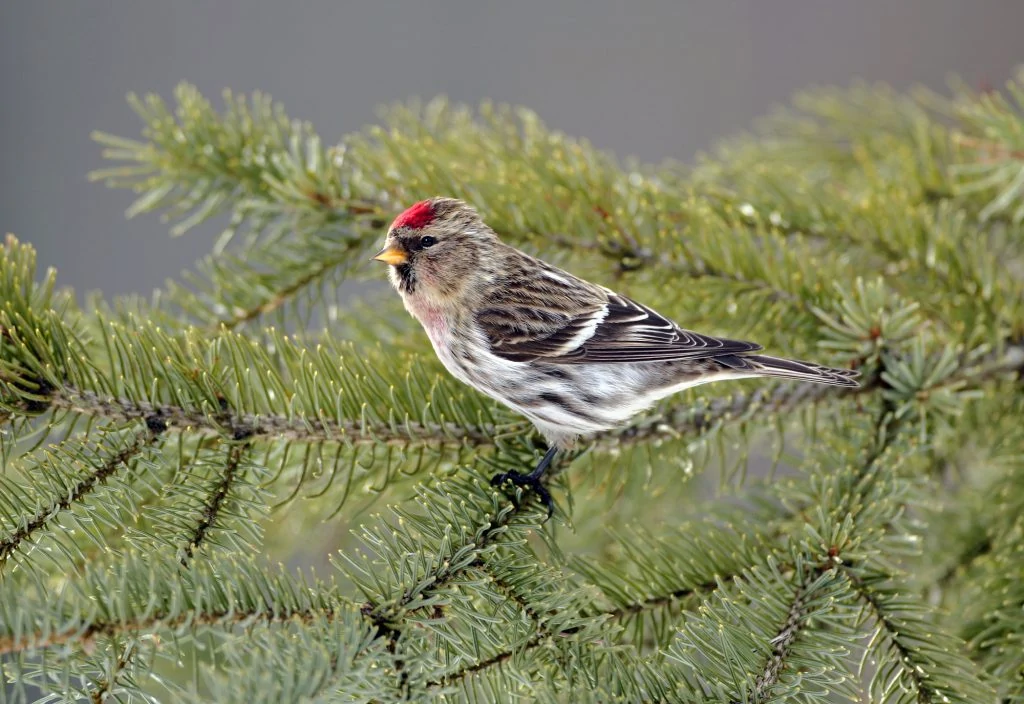 Hoary Redpoll