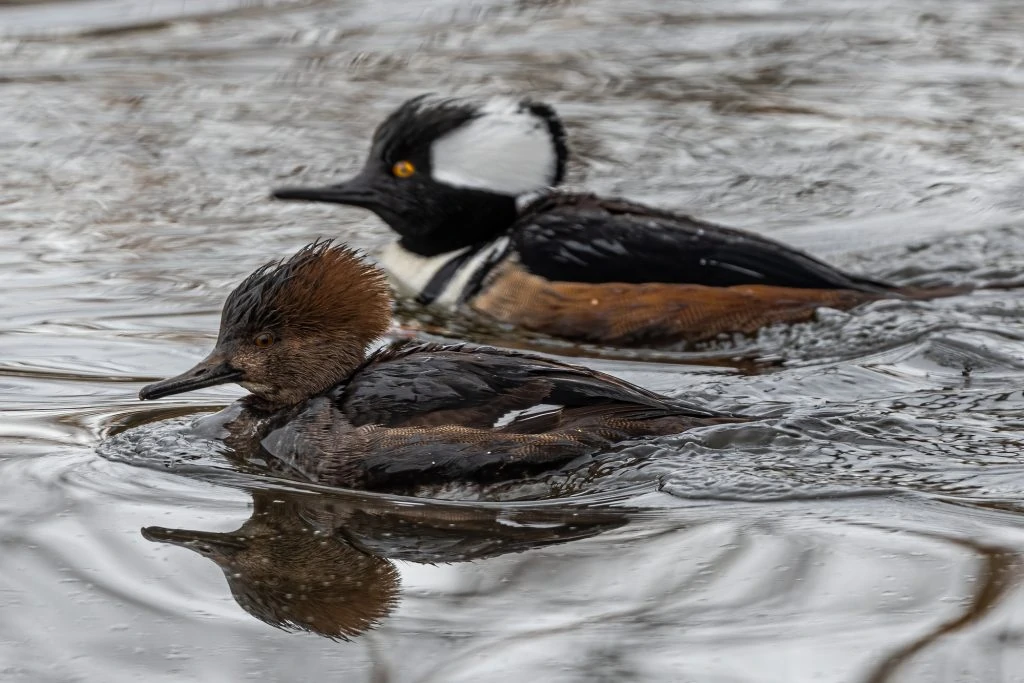 Hooded Merganser