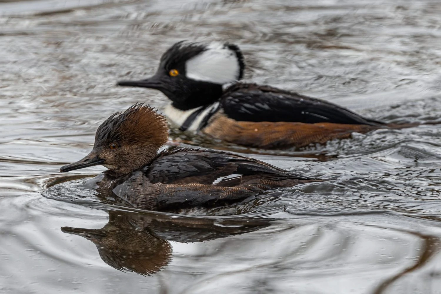 25 Species Of Ducks In Louisiana (ID, Calls, Season Guide)