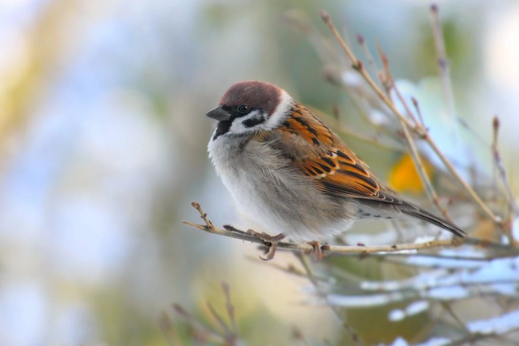 House sparrow for identification