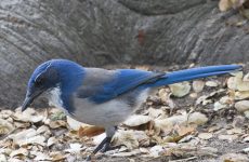 Island Scrub Jay