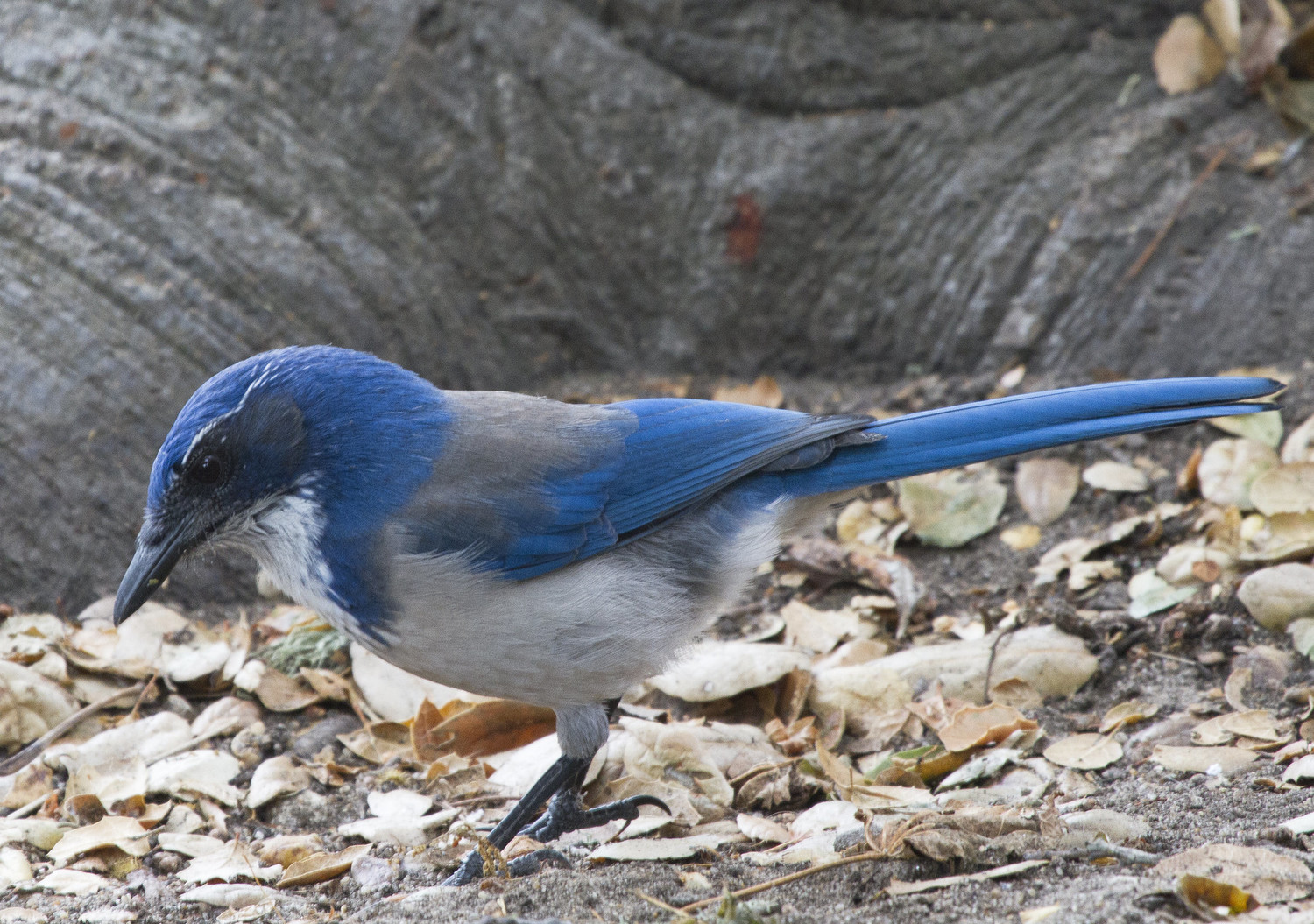 Island-Scrub-Jay