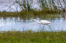 17 White Birds In Indiana (ID, Photo, Call Guide)