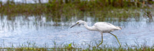 17 White Birds In Indiana (ID, Photo, Call Guide)