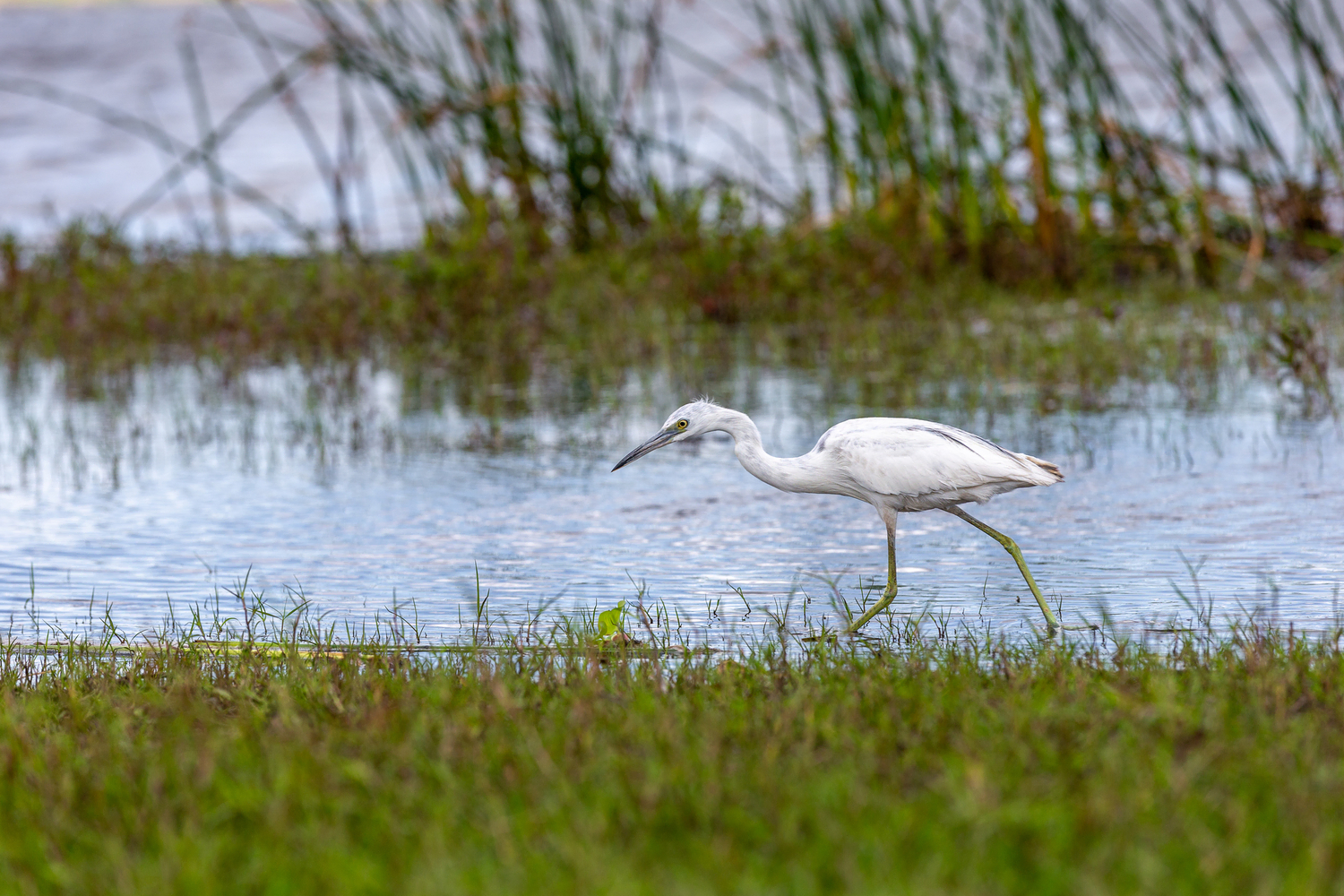 Juvenile Little Blue Heron