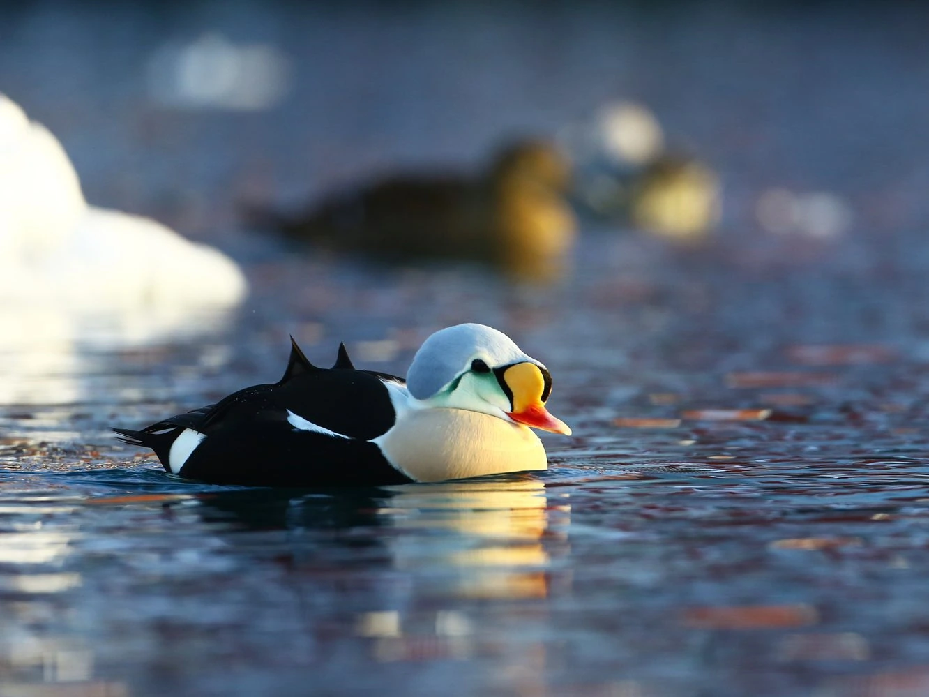 King Eider