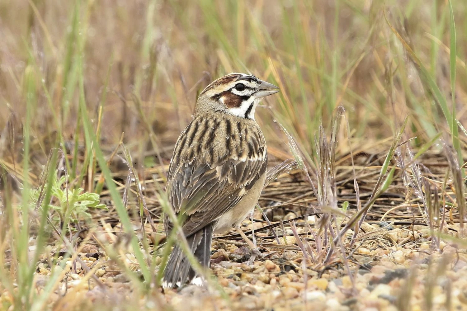 Lark Sparrow