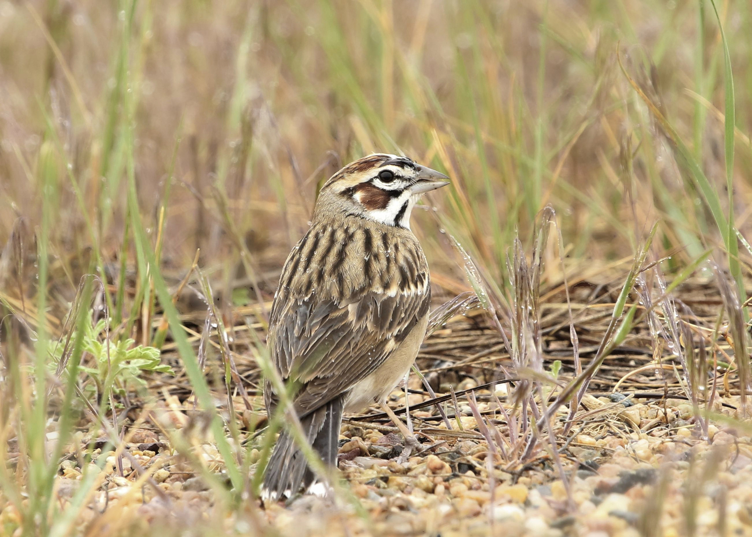 Lark Sparrow