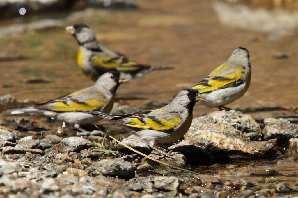 Lawrence's goldfinch