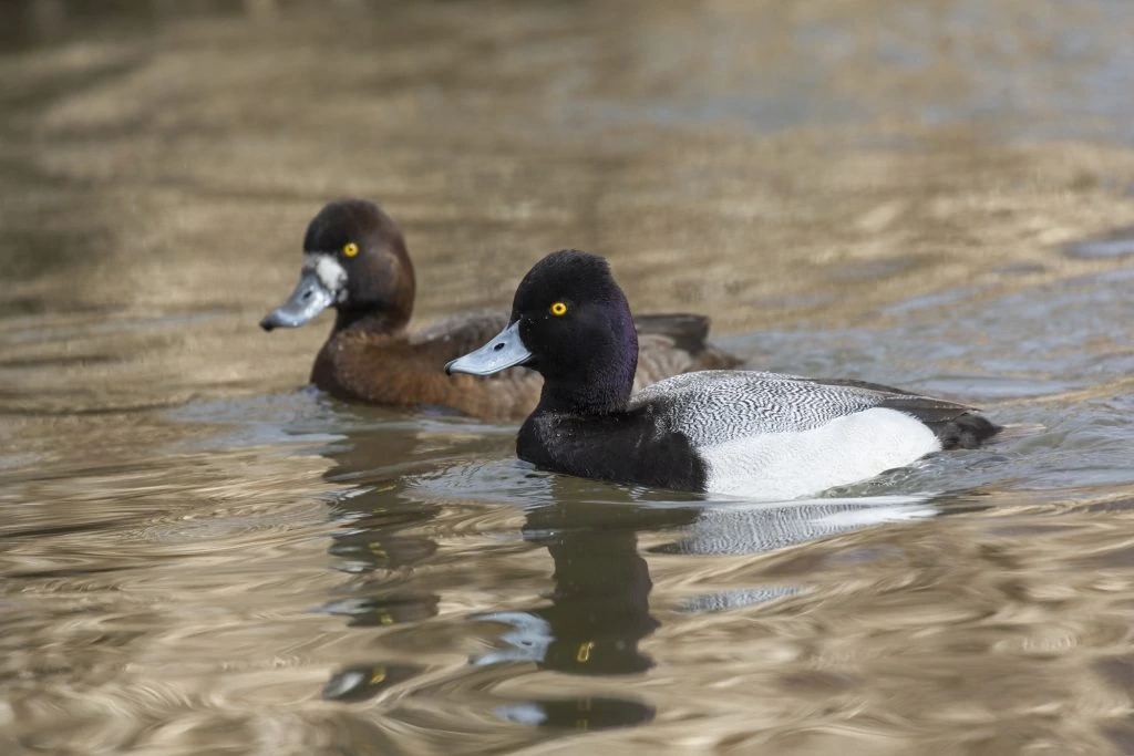 Lesser Scaup