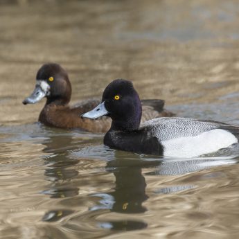 Lesser Scaup