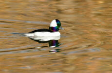 25 Winter Birds To Spot Massachusetts (Out Birding)