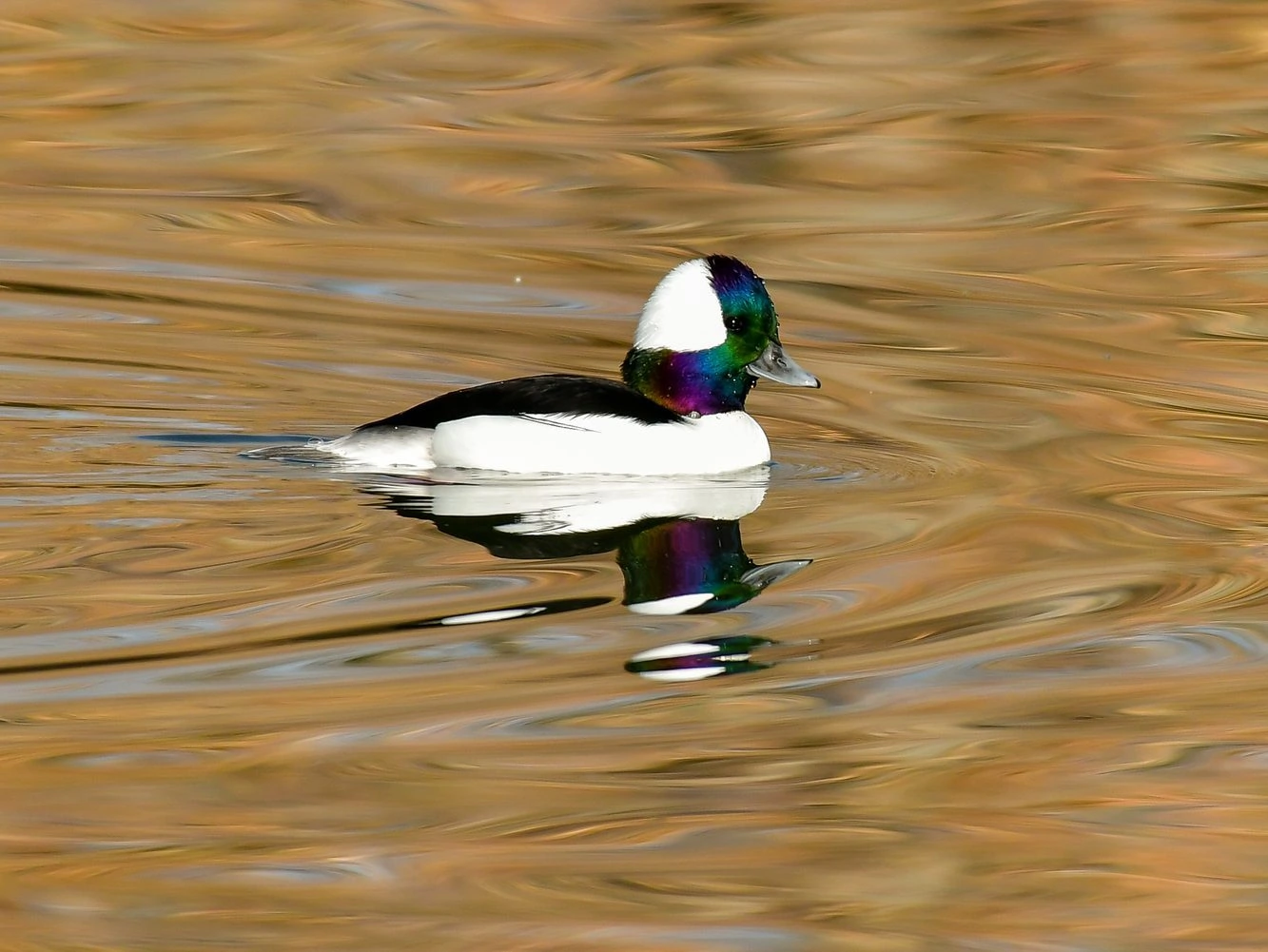 Bufflehead Male