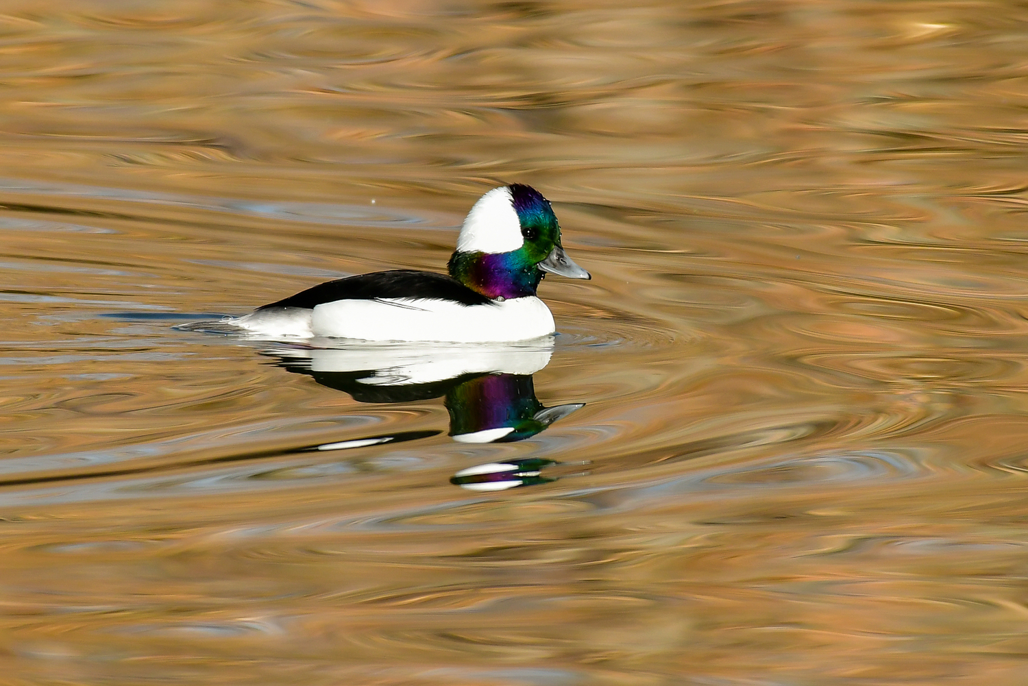 Bufflehead