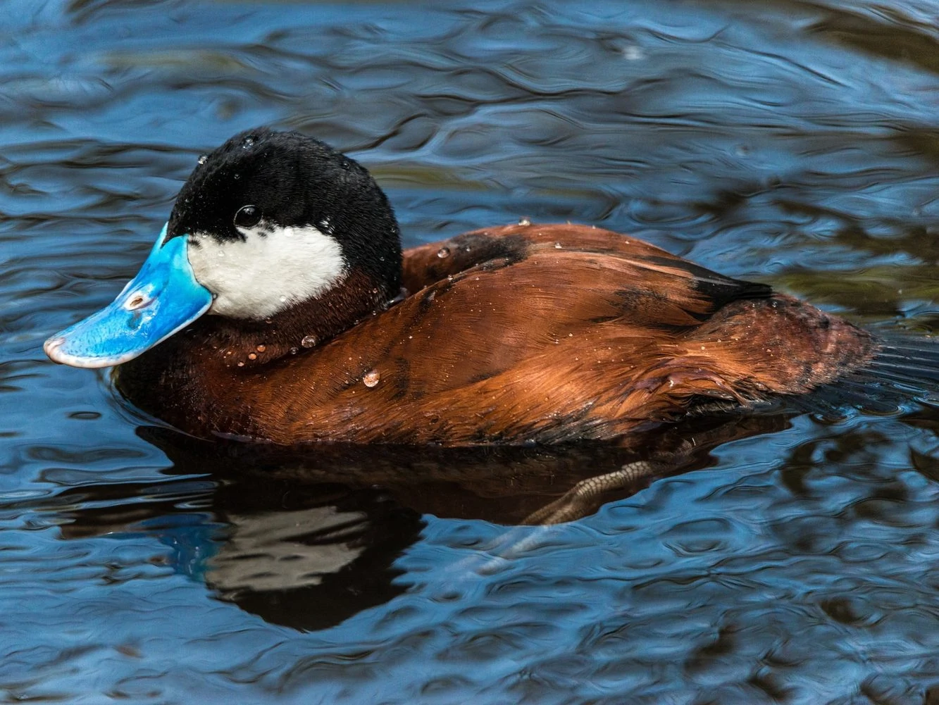 15 Ducks With White Stripe On Their Head (ID Guide)