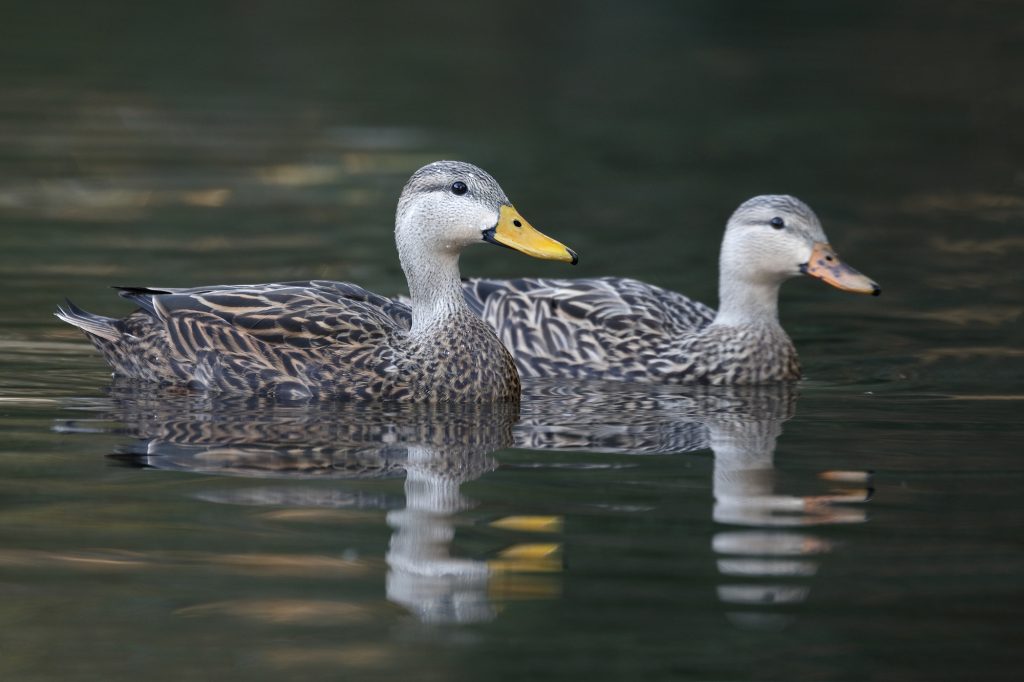 Mottled Duck