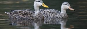 47 Species Of Ducks In The United States (ID, Calls, Season Guide)