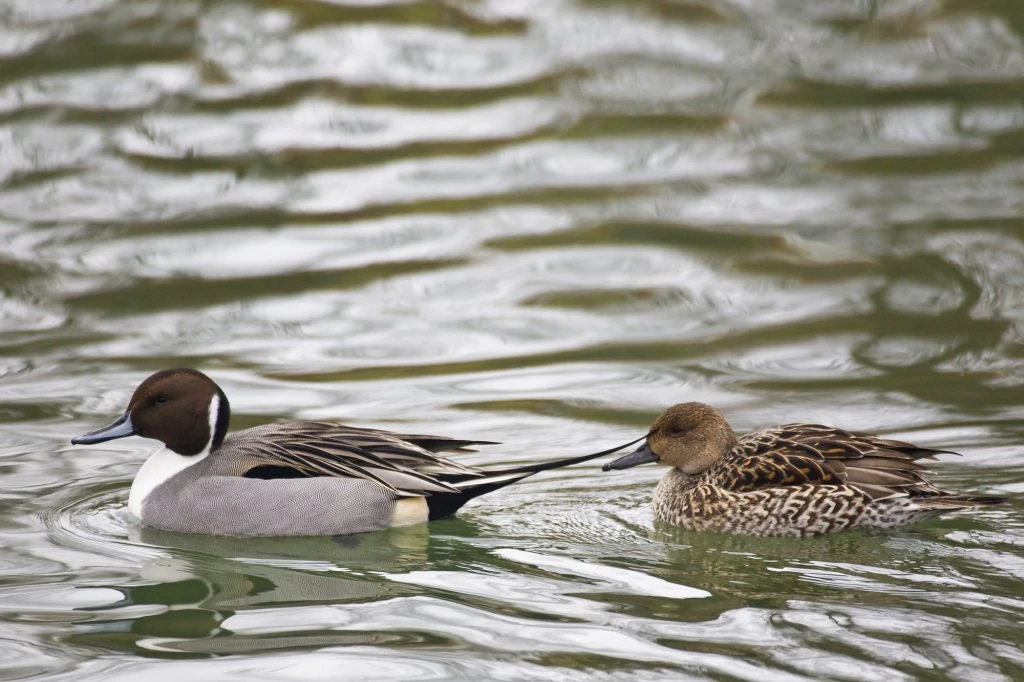 30 Species Of Ducks In California (ID, Calls, Season Guide)