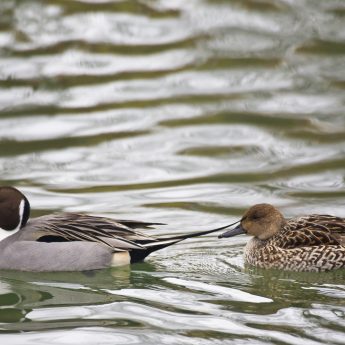 Northern Pintail