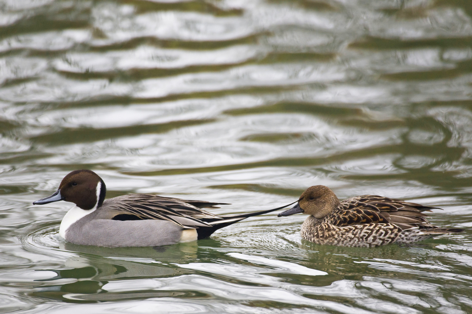 Northern Pintail