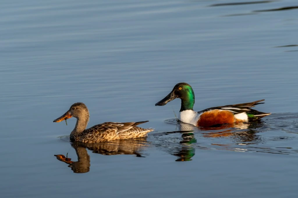 Northern Shoveler