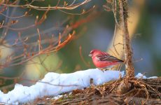 Pallas’s Rosefinch