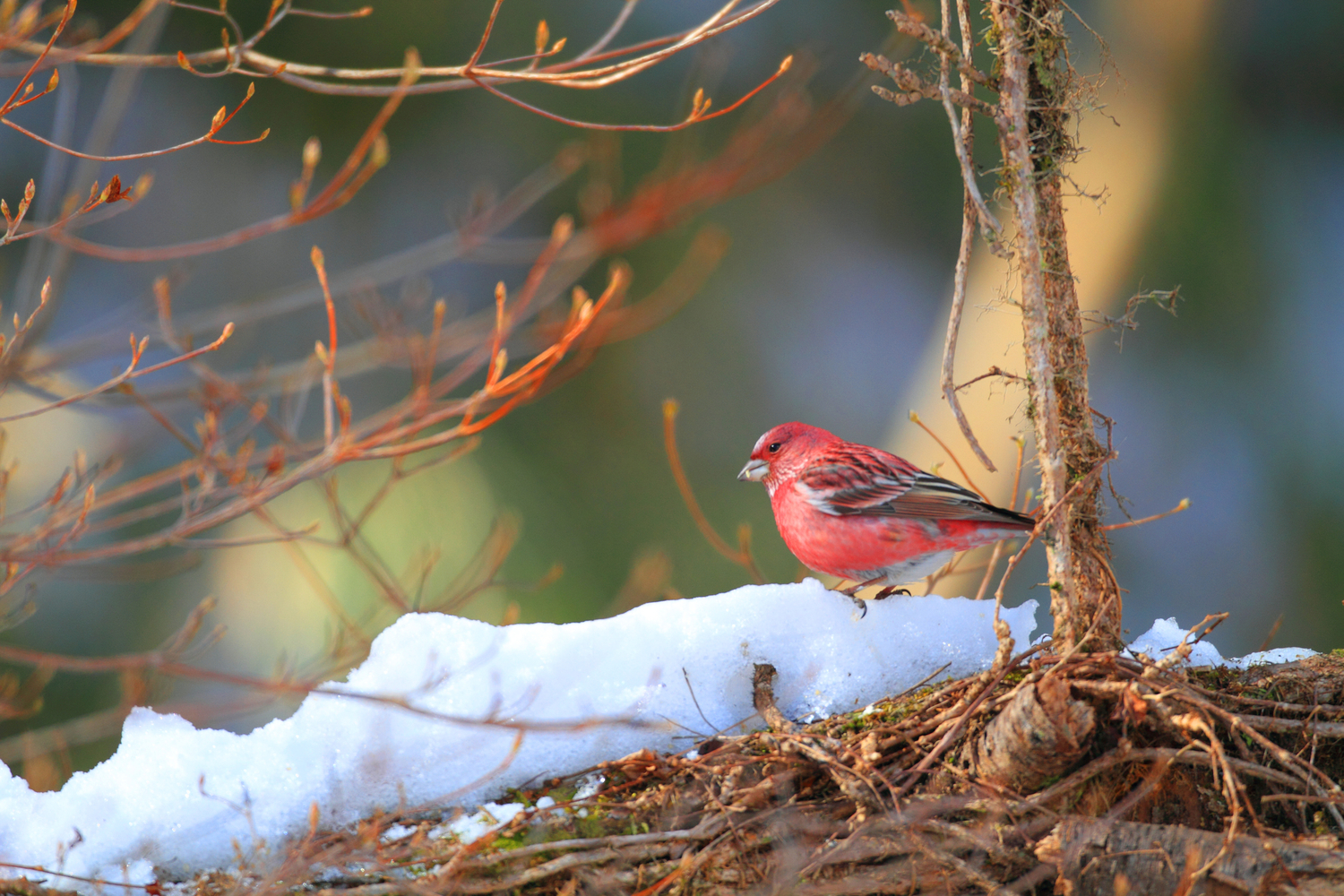 Pallas's Rosefinch