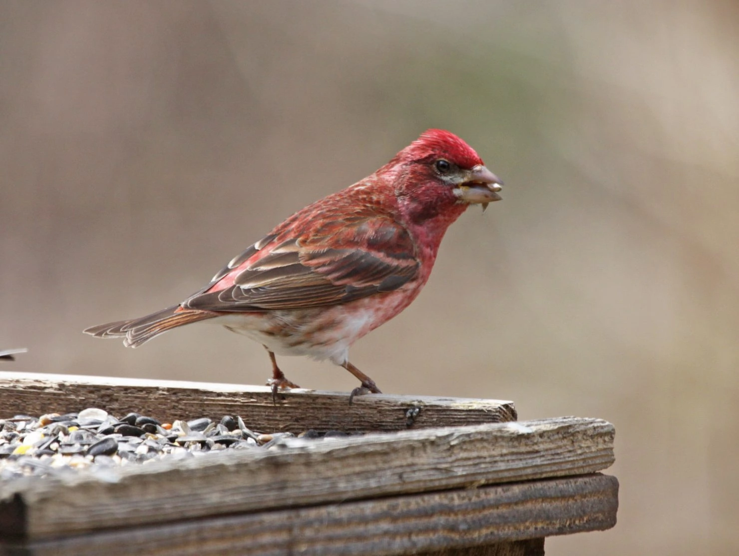 Purple Finch