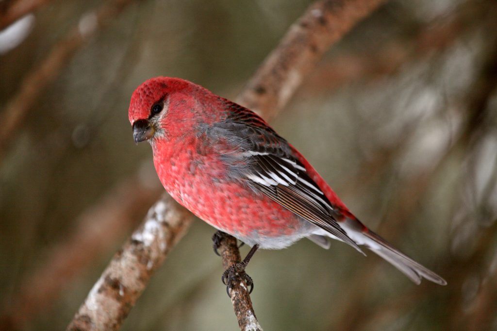 Red Crossbill