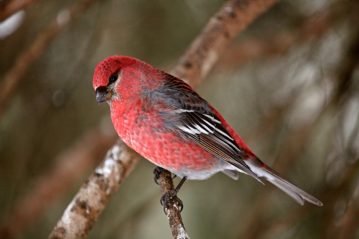 Red Crossbill
