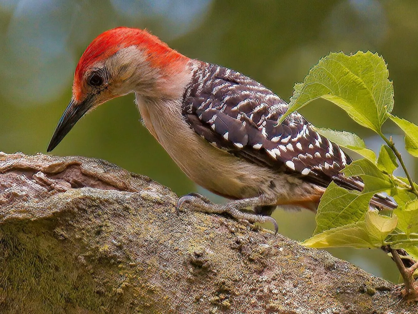 Red-bellied woodpecker