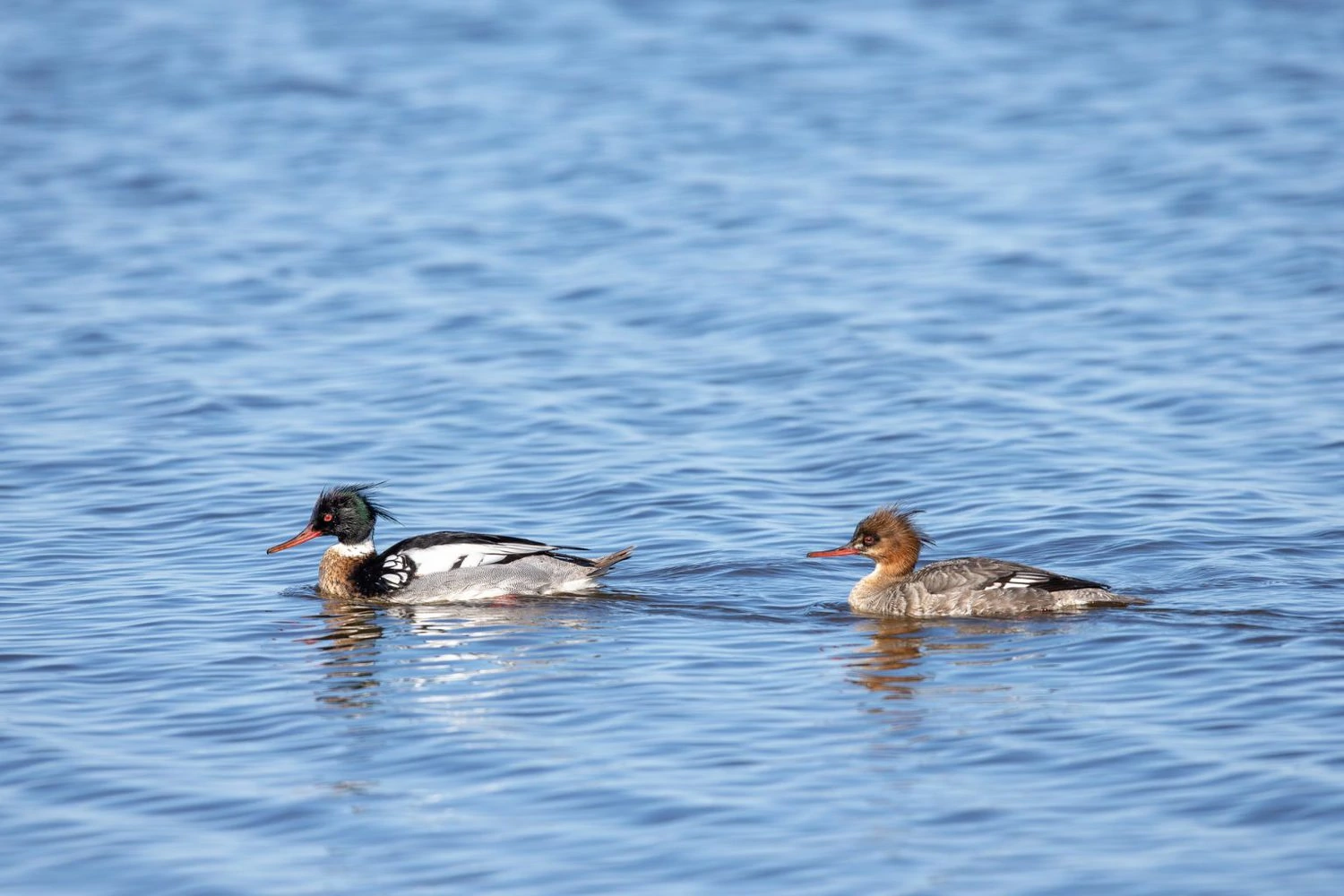 28 Species Of Ducks In Ontario (Photos, ID, Calls, Season Guide)