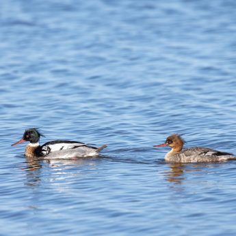 Red-breasted Merganser