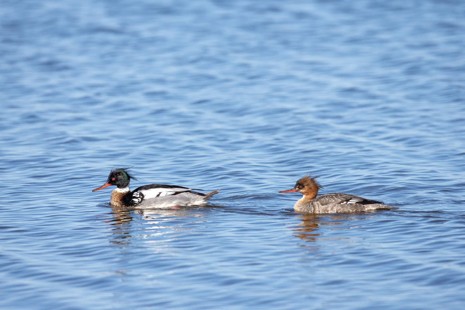 Red-breasted Merganser