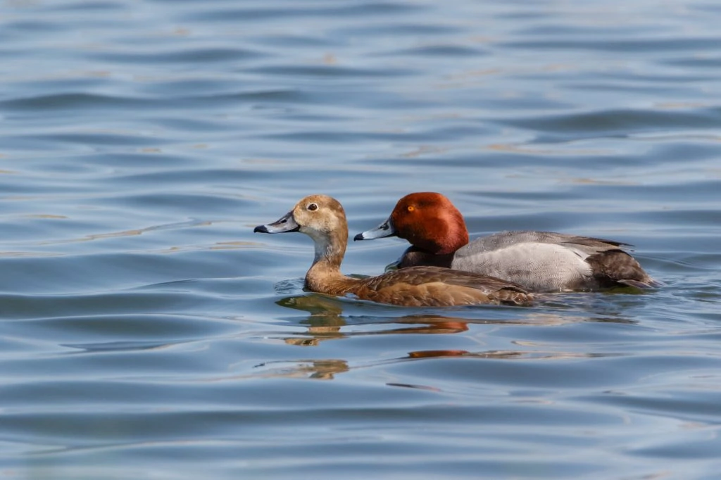 30 Species Of Ducks In California (ID, Calls, Season Guide)