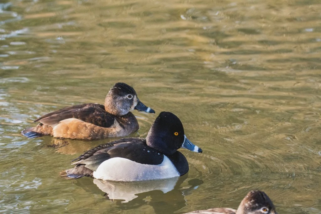 Ring-necked Duck