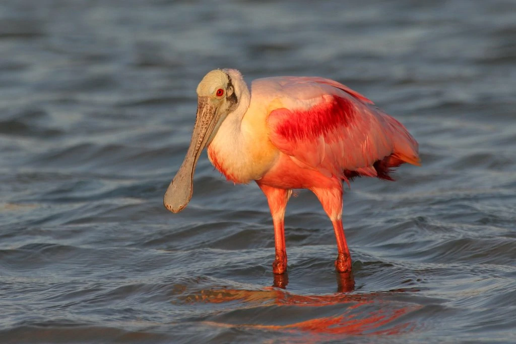 Roseate Spoonbill 