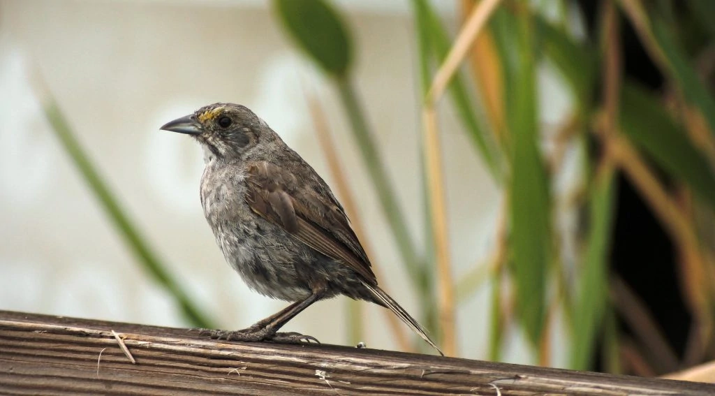 This image has an empty alt attribute; its file name is Seaside-sparrow-1024x567.jpg