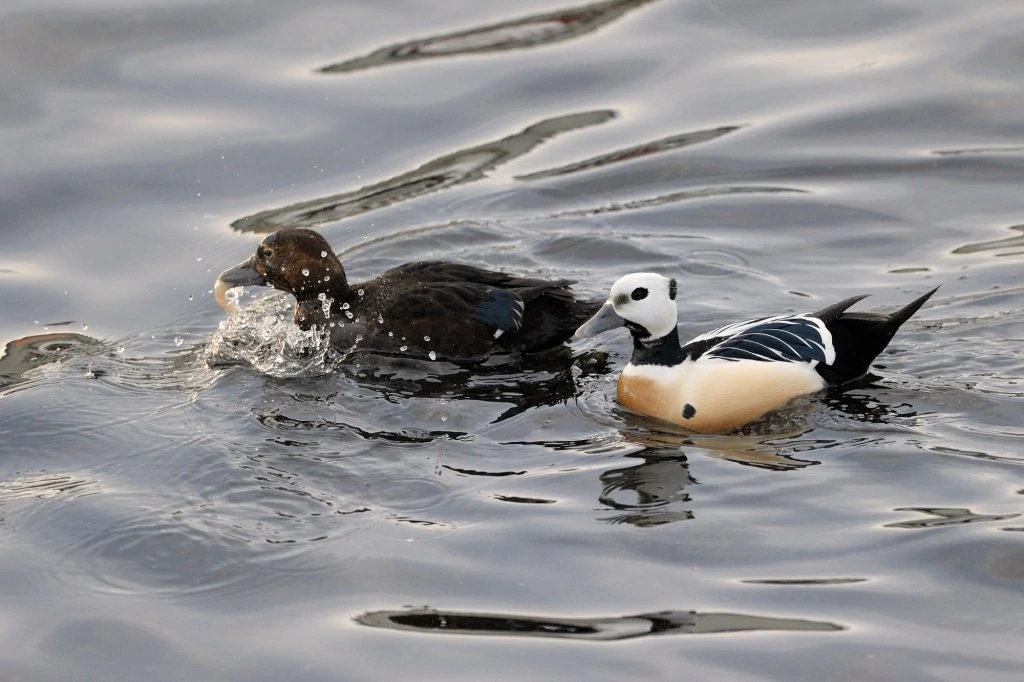 Steller's Eider